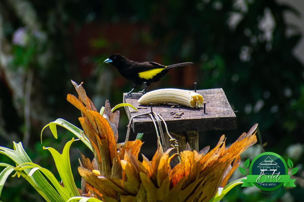 Finca Hotel Betel San Carlos Bagian luar foto